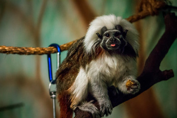 Cotton Top Tamarin eating food in an enclosure at the John Ball Zoo