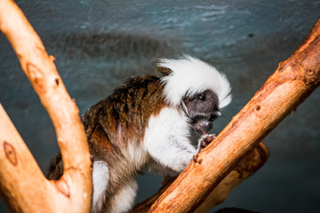 Cotton Top Tamarin eating in an enclosure at the John Ball Zoo
