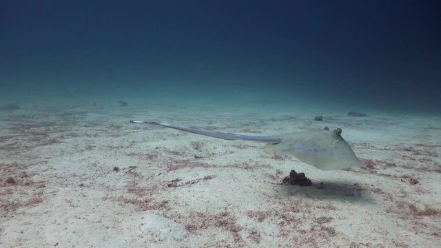 Kuhls maskray gliding just over the sand away from camera in Phuket Thailand