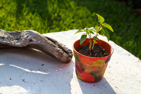 planta en maseta creativa