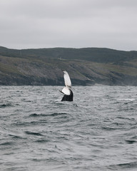 Naklejka premium Whales in Newfoundland