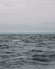 Whales in Newfoundland