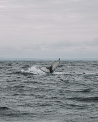 Fototapeta premium Whales in Newfoundland