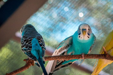 Groups of budgies in an enclosure on a summer day at the John Ball Zoo In Grand Rapids Michigan
