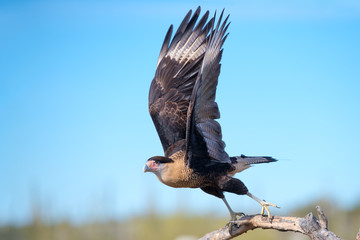 Crested Caracara (Caracara cheriway) taking off