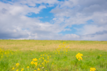 Obraz premium 菜の花