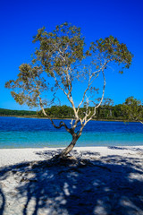 McKenzie Lake (Boorangoora) view from behind the tree on Fraser Island, Queensland, Australia