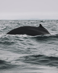 Fototapeta premium Whales in Newfoundland