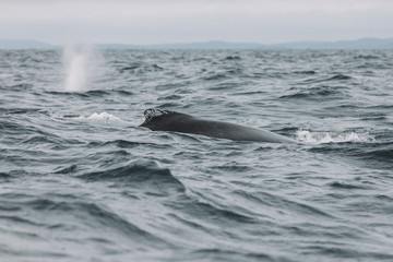 Fototapeta premium Whales in Newfoundland
