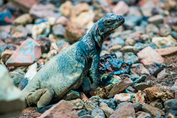 Lizard skittering on rocks in an enclosure at the Zoo