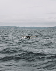 Obraz premium Whales in Newfoundland