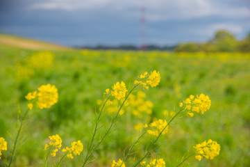 菜の花