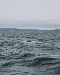 Fototapeta premium Whales in Newfoundland