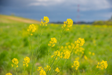 菜の花