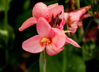 Rain drops on a flower