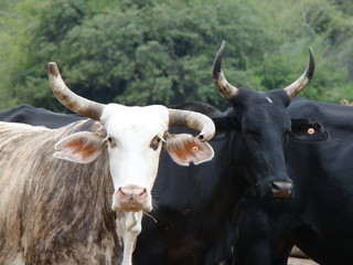 Naklejka premium cows in the field