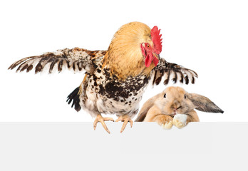 Cock and rabbit look above empty banner. isolated on white background