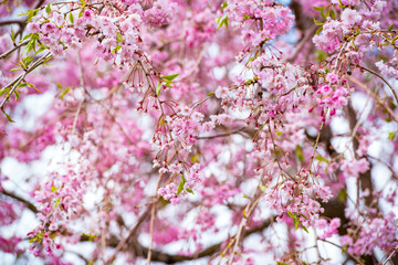 久住公園の枝垂桜