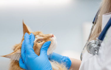Vet examining eyes of a maine coon cat in a veterinary clinic