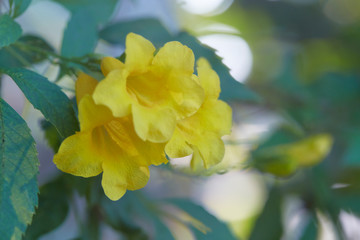 Blossoms of Yellow Trumpetbush, Tecoma stans