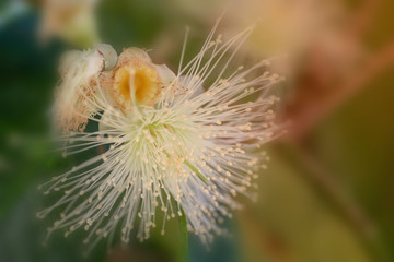 Flower in soft focus on blurred and bokeh background.