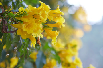 Blossoms of Yellow Trumpetbush, Tecoma stans