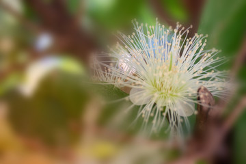 Flower in soft focus on blurred and bokeh background.