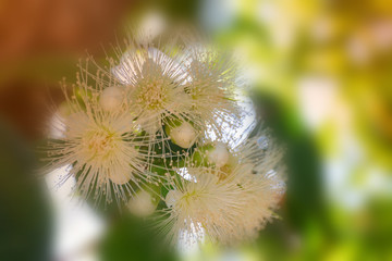 Flower in soft focus on blurred and bokeh background.