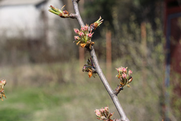 Blooming green buds in a spring garden