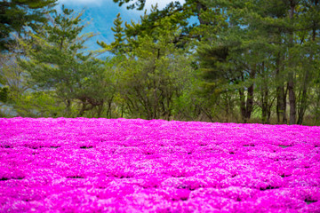 久住高原の芝桜
