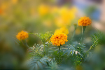 Flower in soft focus on blurred and bokeh background.
