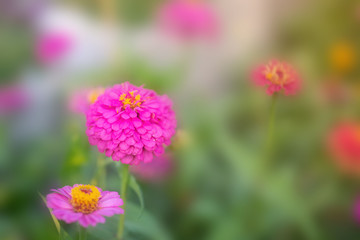 Flower in soft focus on blurred and bokeh background.