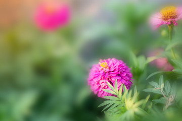 Obraz premium Flower in soft focus on blurred and bokeh background.