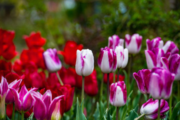 久住高原のチューリップ