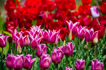 久住高原のチューリップ