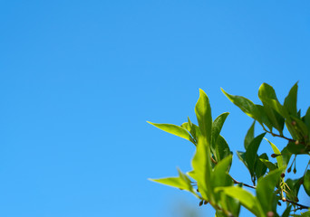 Blue sky and fresh green background