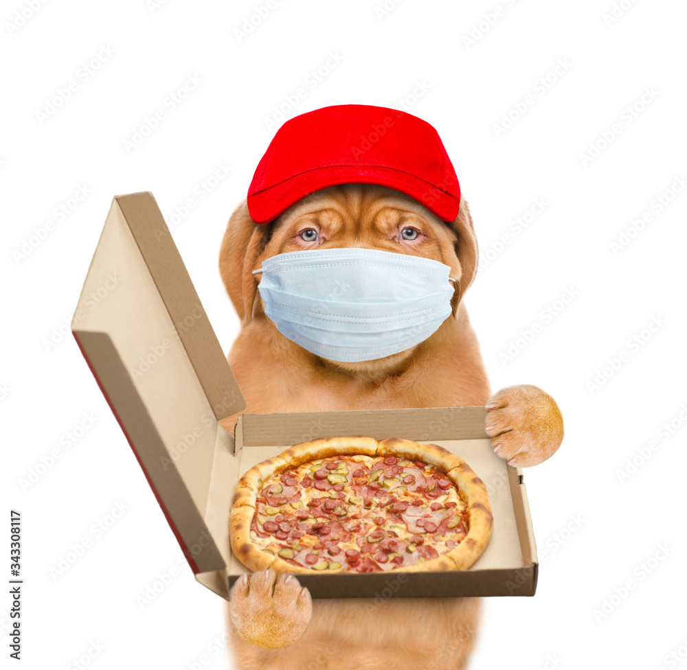 Aufkleber pizza delivery dog wearing medical protective mask and red cap holds open box of the pizza. isolated