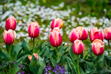 久住高原のチューリップ