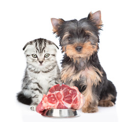 Hungry Yorkshire Terrier puppy and kitten sit together with a raw meat. Isolated on white background