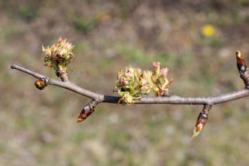 Blooming green buds in a spring garden