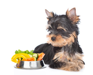 Yorkshire Terrier puppy looks at bowl of vegetables. isolated on white background