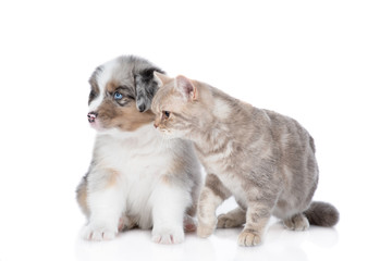 Adult british cat and Australian shepherd puppy look away together. isolated on white background