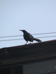 crow on a fence