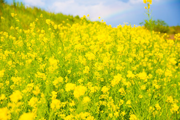 Obraz premium 菜の花