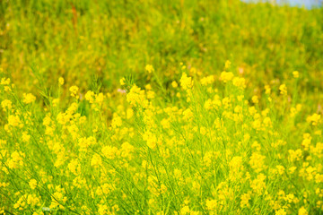 菜の花