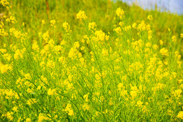 菜の花