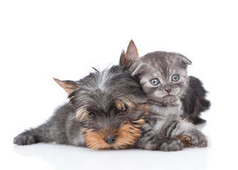 Yorkshire Terrier puppy hugs kitten. Isolated on white background