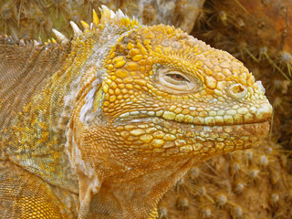Close-up of a land iguana from the Galapagos Islands of Ecuador