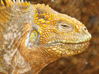 Close-up of a land iguana from the Galapagos Islands of Ecuador