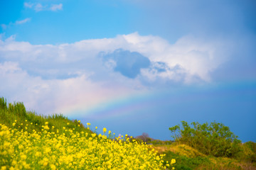 Obraz premium 菜の花